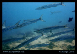 School of barracuda on the Great Barrier Reef in Australia. by Margo Cavis 